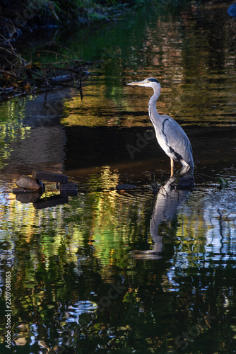 Bild auf Leinwand Description: Vertical portrait of a grey heron (Ardea cinerea) standing at the edge of a quiet river, creating a clear, sharp reflection on the dark water surface under soft morning light