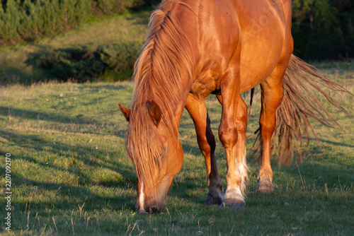 A wild bay horse grazes on a grassy mountain slope. Close-up of the horse's head. Warm evening sunlight.