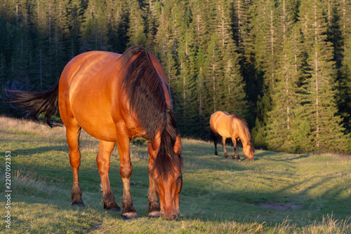 Wild bay horses graze on a grassy mountain slope. Close-up of a horse's head. Warm evening sunlight.