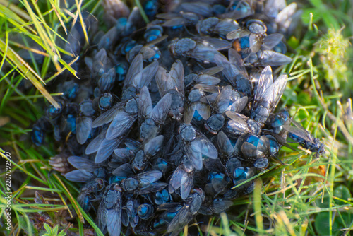 Many blue-bottle flies are feeding on excrement in the grass. Insects are disposing of the remains.