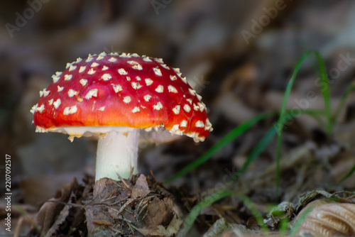 A red fly agaric (Amanita) grows in the forest. Close-up of the mushroom cap. Gathering poisonous red wild mushrooms.