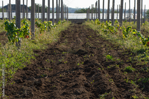 Ploughed inter-row space between young grapevines. Commercial vineyard.