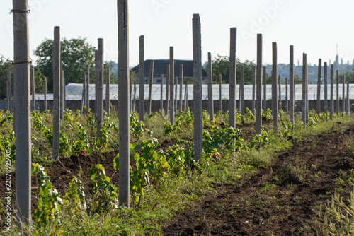 Young grapevines at the commercial vineyard in spring.