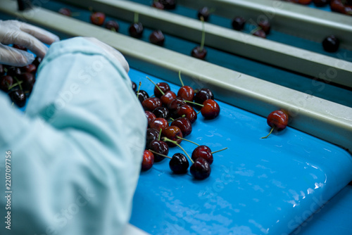 Workers inspect fresh cherries on a sorting conveyor belt in a fruit processing factory, sorting and grading produce for packaging and distribution in agriculture.