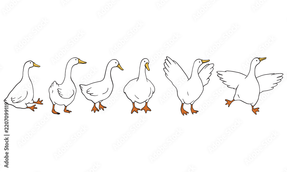 Obraz premium Cute White Ducks Set in Row with Various Poses Vector Illustration