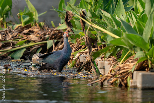 Grey-headed swamphen walking in the water in an urban park of India. Golden hour light on colorful plumage. Trash and pollution visible