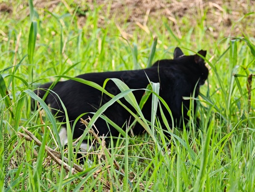 草むらを行く黒猫