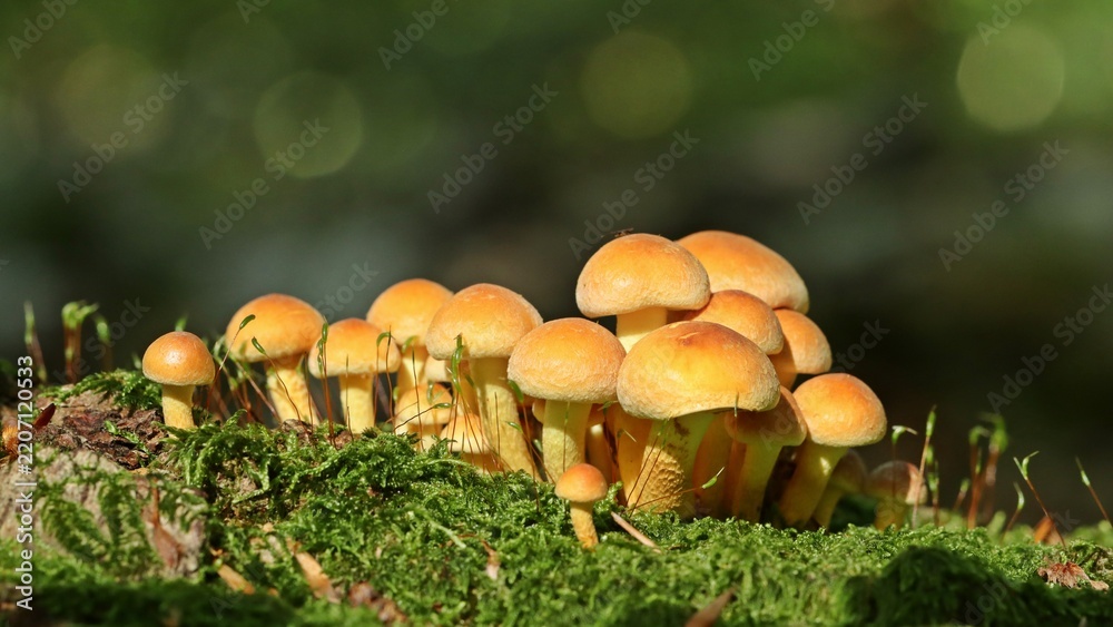 Fototapeta premium Grünblättriger Schwefelkopf (Hypholoma fasciculare) auf Totholz
