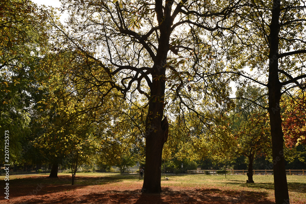 Obraz premium Sous-bois en automne 