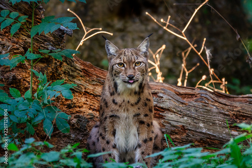 Luchs, Eurasischer Luchs, Katze, Europa, Pinselohren, Schweiz