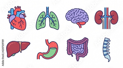 Internal human organs icons set including heart, lungs, brain, and kidneys flat illustration