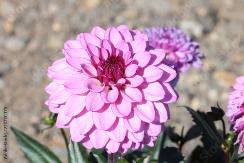 Dahlia 'dark crystal'.  Close up side view of one double ball dahlia flower with deep pink centre and paler pink petals.
