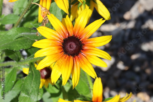 Rudbeckia hirta 'Sunbeam Smileyz' (Smileyz Series).  Close up of a single black eyed susan coneflower flower with deep brown cone, bright yellow petals darkening to warm orange brown at the centre. 