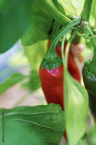 Ripe red chili pepper hanging on green plant leaves in garden close-up
