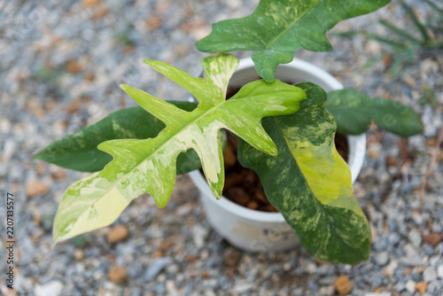 Closeup to Fresh leaf of philodendron florida beauty mayoi x Mayoi