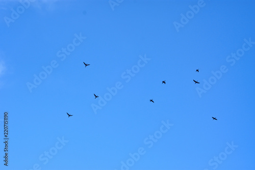 Low angle view of a flock of birds flying high with wings spread against a clear blue sky background on a sunny day.