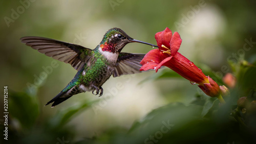 Ruby-throated hummingbird hovering and feeding on a vibrant red trumpet flower in a lush garden environment