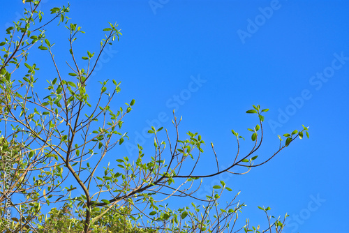 Fresh young green leaves and buds on a tree branch against a clear blue sky background