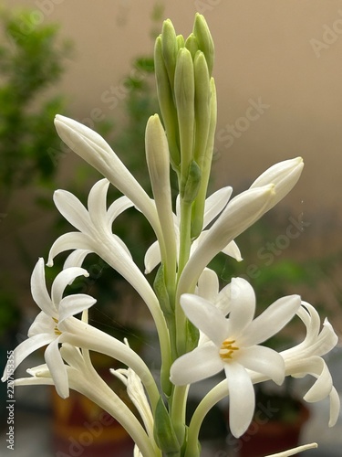 Tuberose (Polianthus tuberosa), A fragrant perennial plant, also called Agava amica