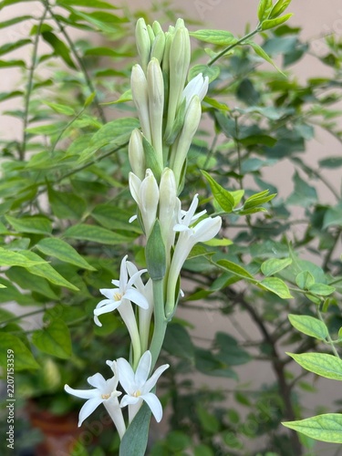 Tuberose (Polianthus tuberosa), A fragrant perennial plant, also called Agava amica