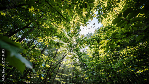 Low Angle View of Lush Green Forest Canopy with Sunlight Piercing Through Leaves and Birds Flying High in the Bright Summer Sky Above