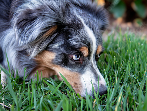 Australian Shepherd dog with blue eyes nibbling fresh green grass close up