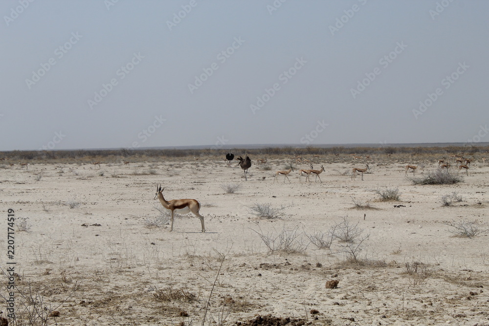 Fototapeta premium Springbok and Ostriches on the Pan