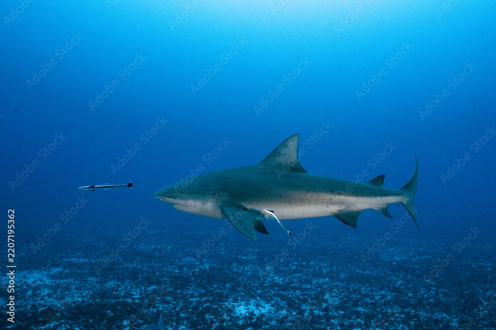 Fototapeta premium Bull shark swimming with remora in deep blue ocean