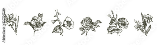Flowers cultivated garden collection, daffodil, pansy, violet, rose, hand drawn vector illustration