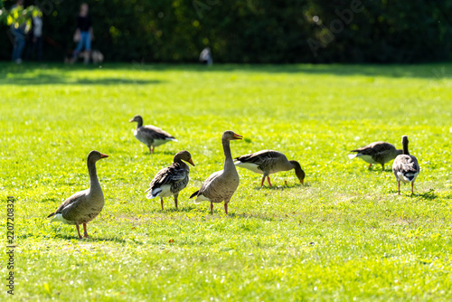 Graugänse auf Wiese im Sonnenschein