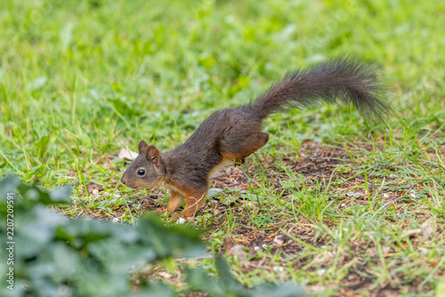 Plakat Eichhörnchen