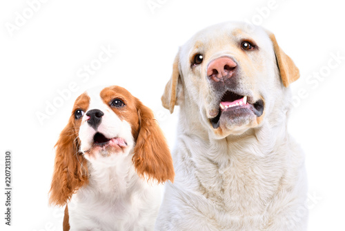 Portrait of a barking  Spaniel and a Labrador isolated on a white background