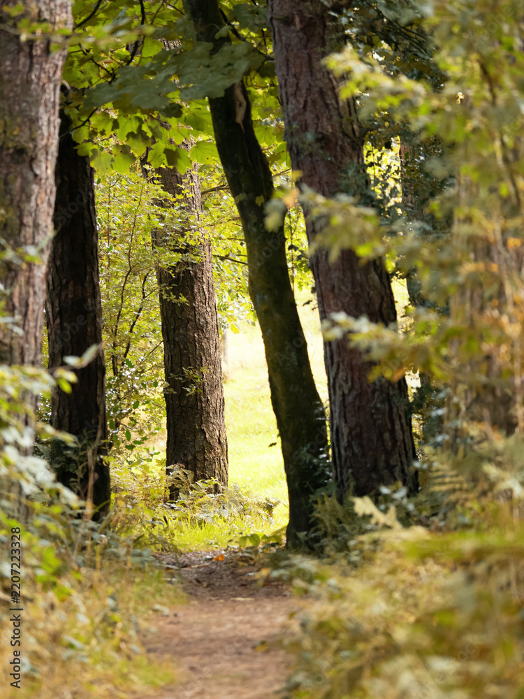Obraz premium Forest path leading to bright open clearing