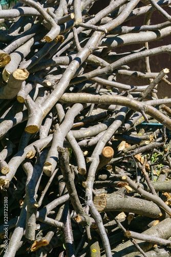 Pile of freshly cut branches and logs