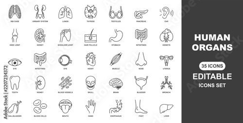 Human internal organs . Medical outline icon . Editable stroke . Vector