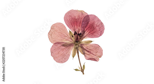 Delicate pink pressed flower with visible veins and dark center on white background