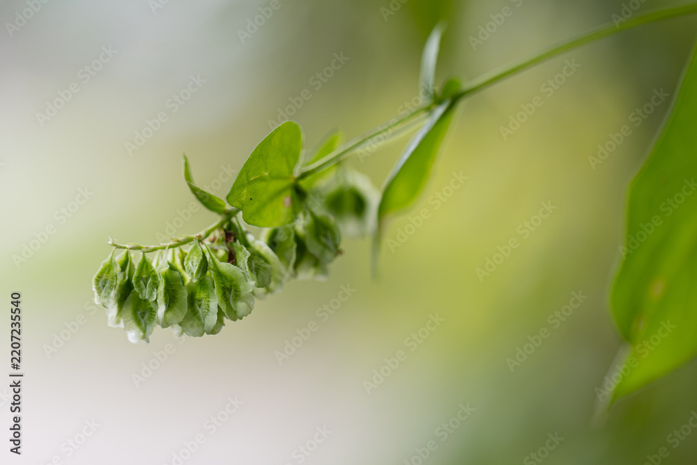 Obraz premium False Climbing Buckwheat Branch wiht Seeds and Soft Bokeh Background