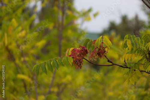 a closeup shot of a beautiful autumn tree with green leaves