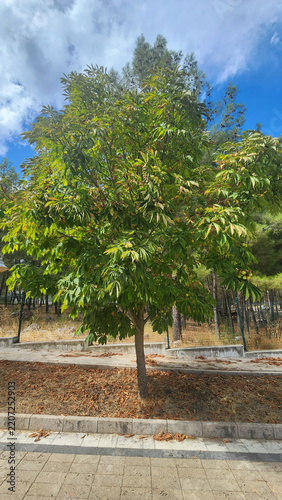 Obraz na plátně Horse Chestnut (Aesculus hippocastanum), a species belonging to the Sapindaceae family that is widely used in landscaping as an ornamental shade tree