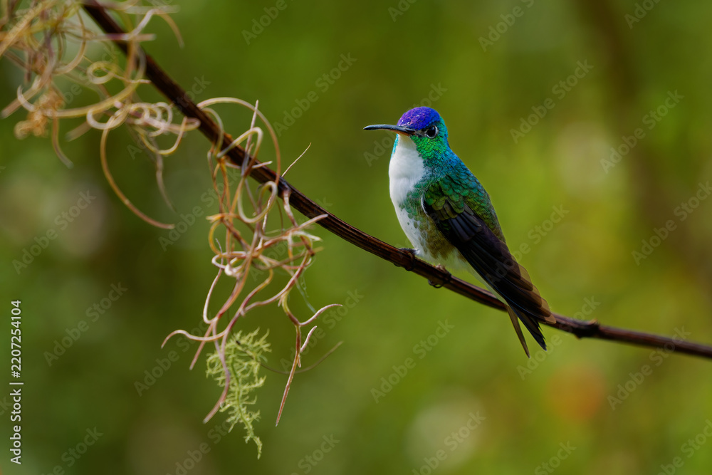Obraz premium Andean Emerald (Uranomitra franciae, Amazilia franciae) perched on thin branch with hanging moss, green and white hummingbird with violet-blue crown, Andean cloud forest, Colombia