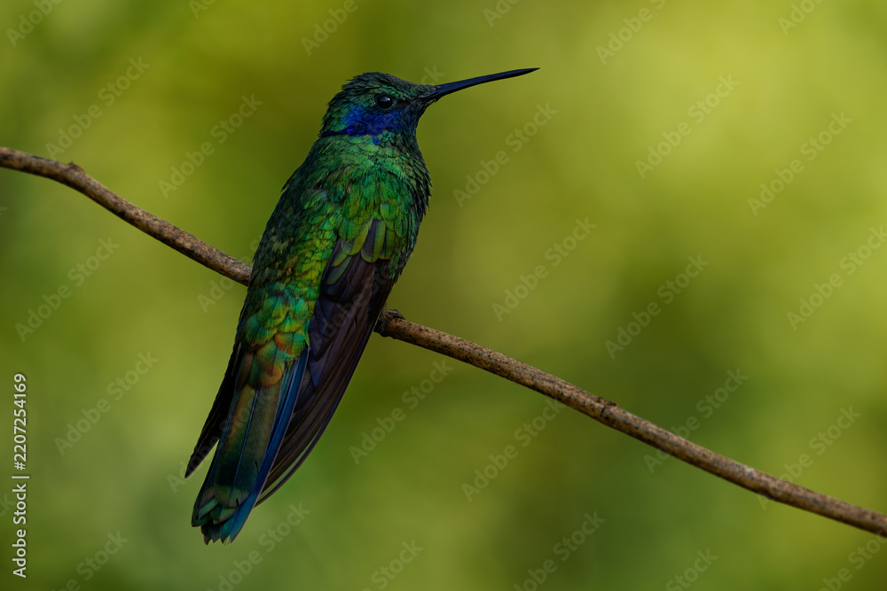 Obraz premium Sparkling Violetear (Colibri coruscans) perched on branch, big iridescent green hummingbird with violet-blue ear tufts and dark blue tail band, green background, Andean cloud forest, Colombia