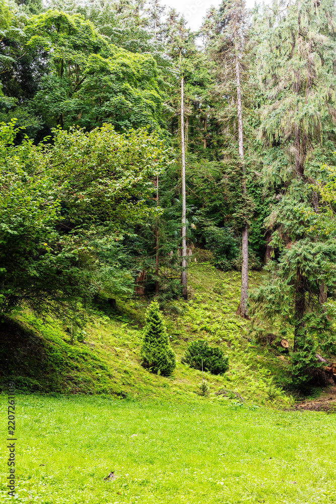 Obraz premium green meadow in Batumi Botanical Garden