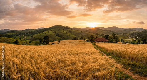 Golden Wheat Field at Sunset with Rolling Hills