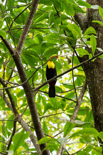 Toucan in Panama