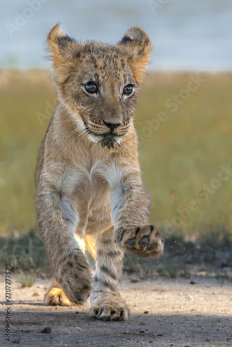 Lion (Panthera leo) cub playing and hanging around in the sand of the Kgalagadi Transfrontier Park in South Africa, part of the  Kalahari Desert.