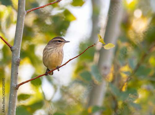 Palm Warbler in a Tree in an Autumn Forest 