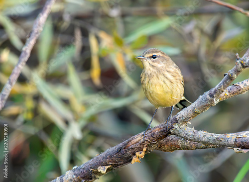 Palm Warbler on a branch in Autumn