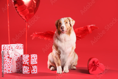 Fotografie Valentines Day love and romance, Australian Shepherd dog wearing red angel wings