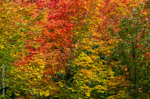 Close-up of Colorful Fall Foliage