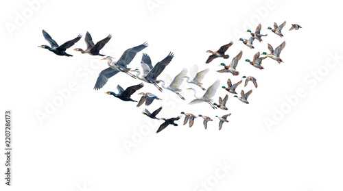 Migrating wild bird flock in V formation, flying waterfowl group with ducks and herons, seasonal bird migration concept for nature projects isolated PNG with Transparent Background